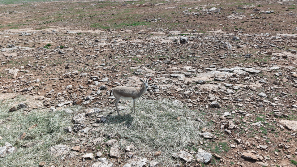 Yapay zeka desteğiyle analiz ediliyor