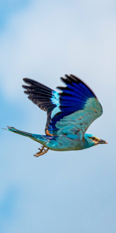 Göz alıcı renkleriyle büyüledi!