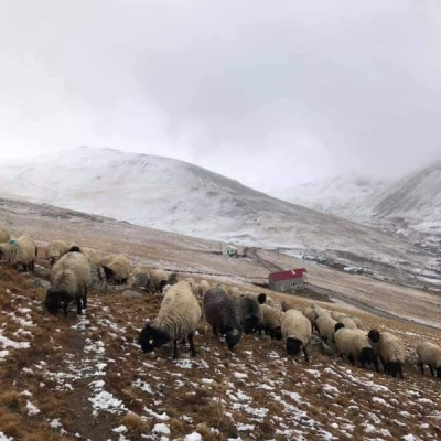 Giresunlu yaylacılardan "Gümüşhane" talebi