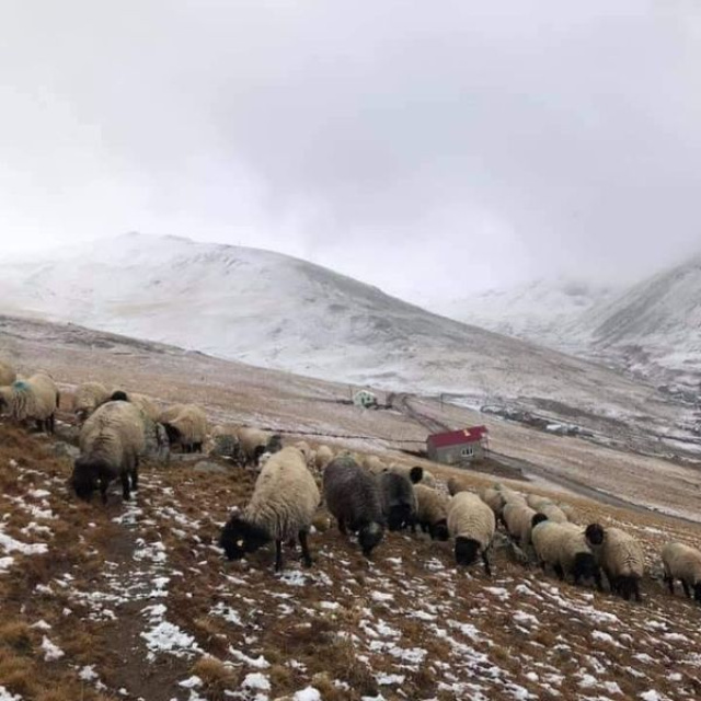 Giresunlu yaylacılardan "Gümüşhane" talebi