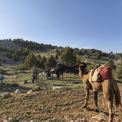 Yörüklerin yayla göçü başladı