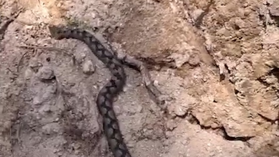 En zehirli türlerden! Orman işçileri kaydetti