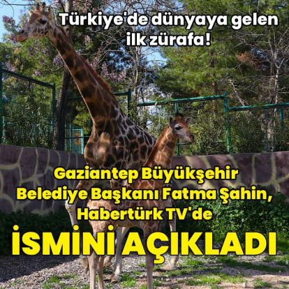 Türkiye'de doğan ilk zürafanın adı 'Çınar' oldu