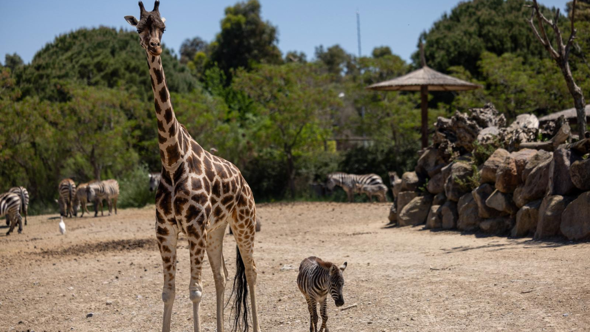 Öksüz yavru zebra 'Gözde'ye zürafalar sahip çıktı