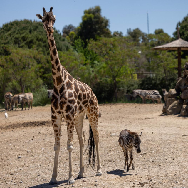 Öksüz yavru zebra 'Gözde'ye zürafalar sahip çıktı