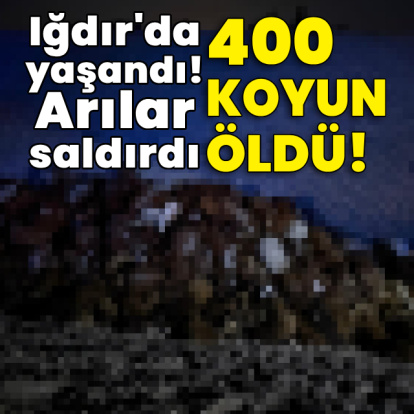 Iğdır'da yaşandı! Arılar saldırdı, 400 koyun öldü!