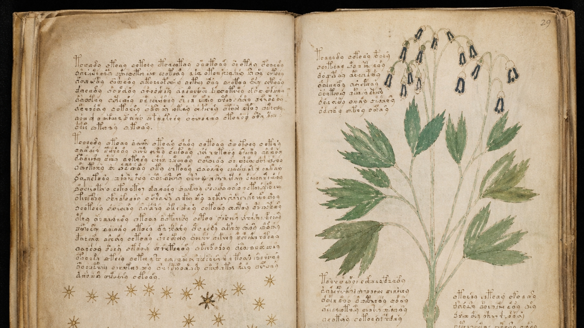 600 yıldır çözülemeyen el yazması: İçinde tanımlanamayan bitkiler ve astrolojik semboller yer alıyor