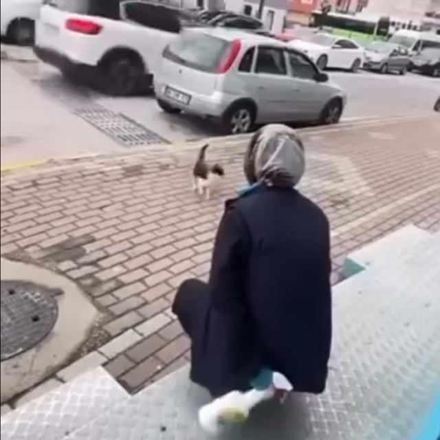 Sokak kedisine yaptığı kan dondurdu!