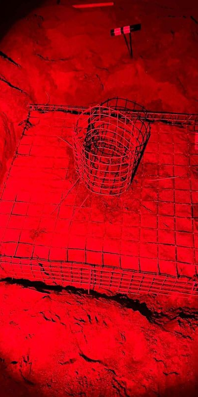 Caretta carettalar için özel ışık