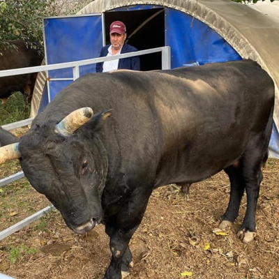 Boğa saldırısına uğrayan adam öldü