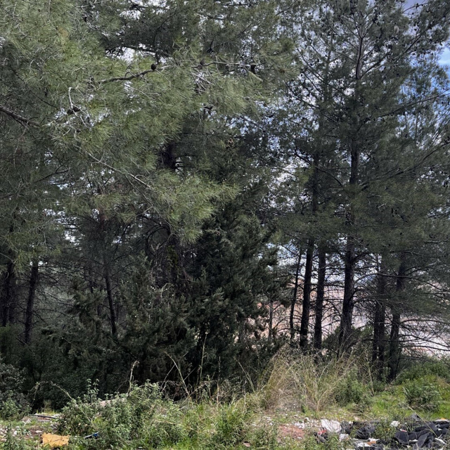 Danıştay'dan 'Akbelen' kararı