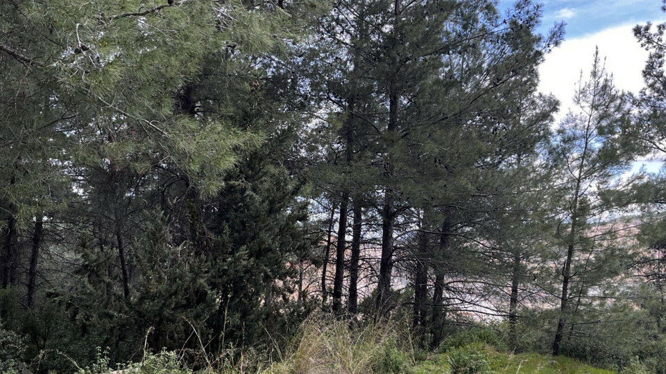 Danıştay'dan 'Akbelen' kararı