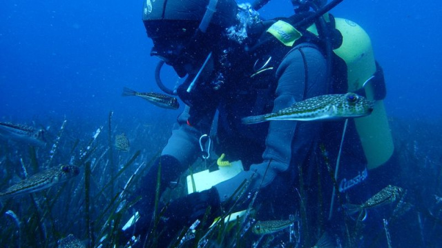 Antalya'da TÜDAV'ın deniz ekosistemi araştırması
