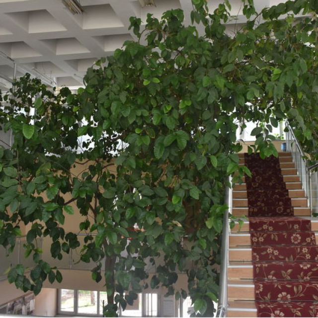 Kütüphanedeki 60 yıllık limon ağacı taşınacak