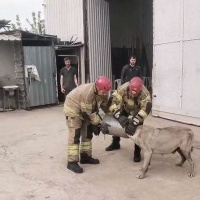İtfaiyeden anne köpeğe hassas müdahale
