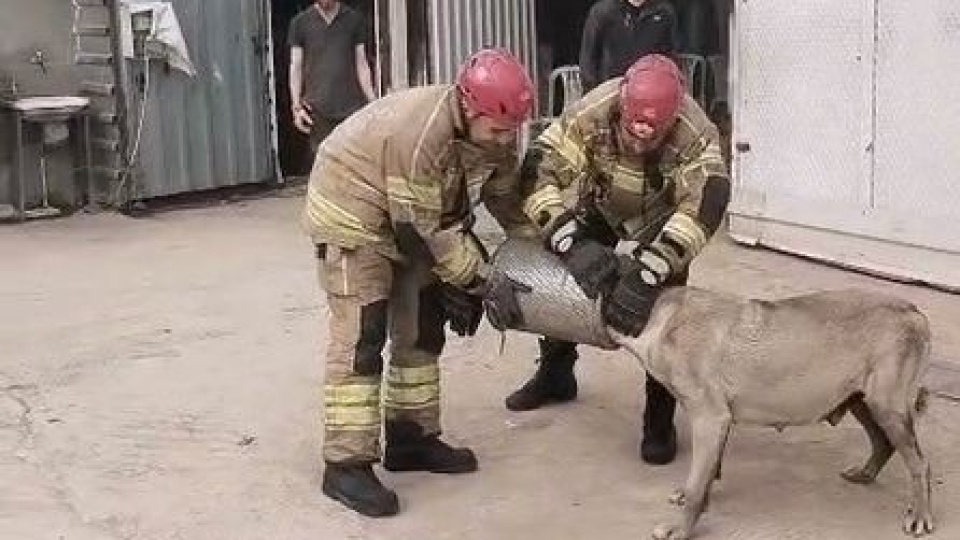 İtfaiyeden anne köpeğe hassas müdahale
