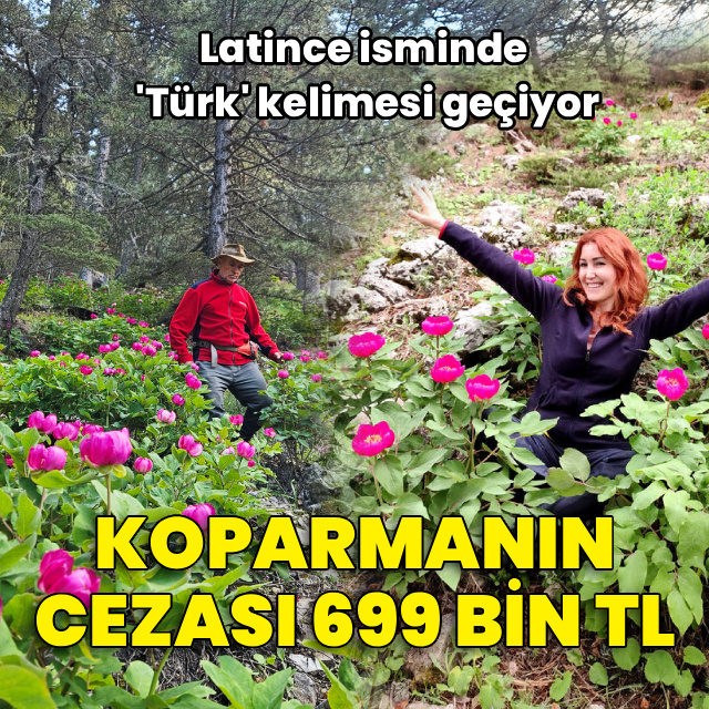 Likya Yolu'nda şakayık zamanı! Koparmanın cezası 699 bin TL