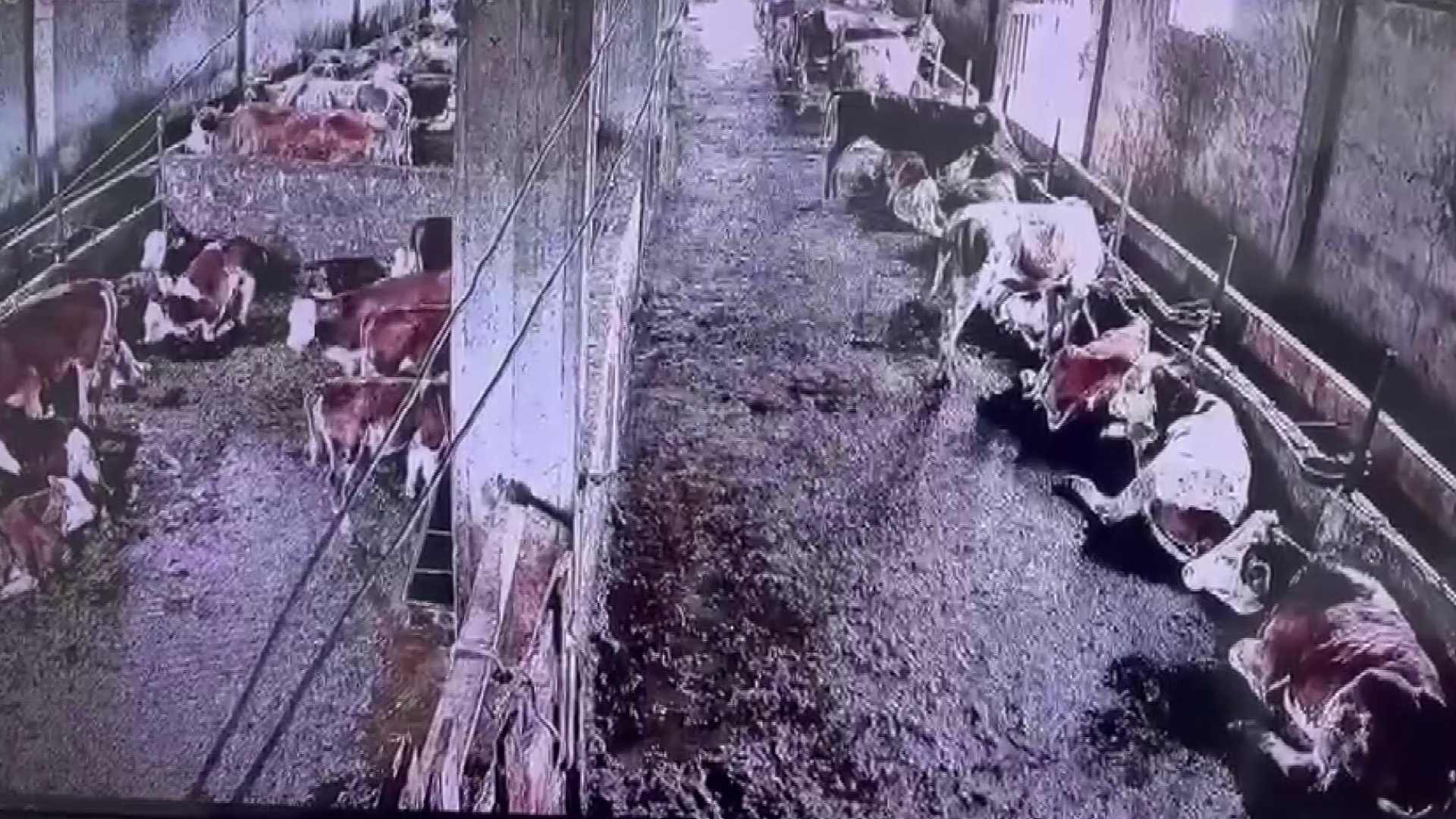 Sivas'ta 2.9 Büyüklüğündeki Depremi İnekler Hissetti