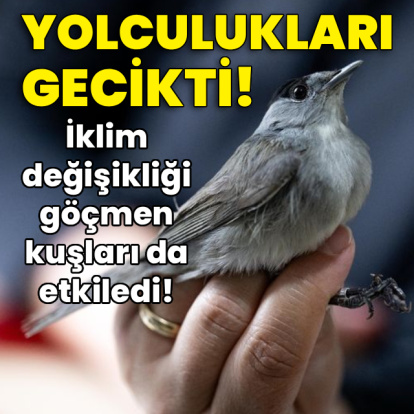 Göçmen kuşların yolculukları gecikti!