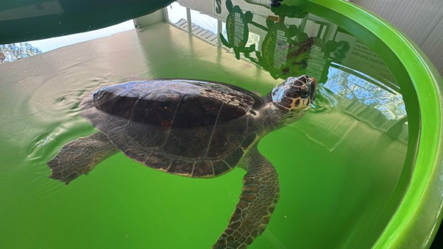 Tatilcilere 'caretta caretta' uyarısı