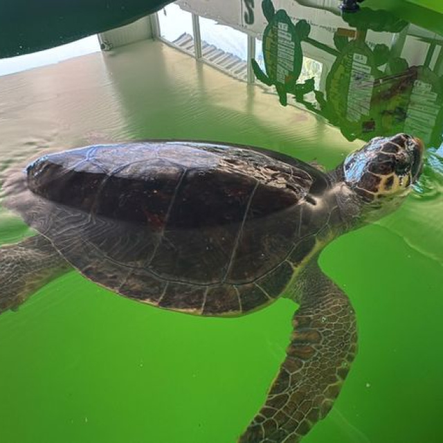Tatilcilere 'caretta caretta' uyarısı