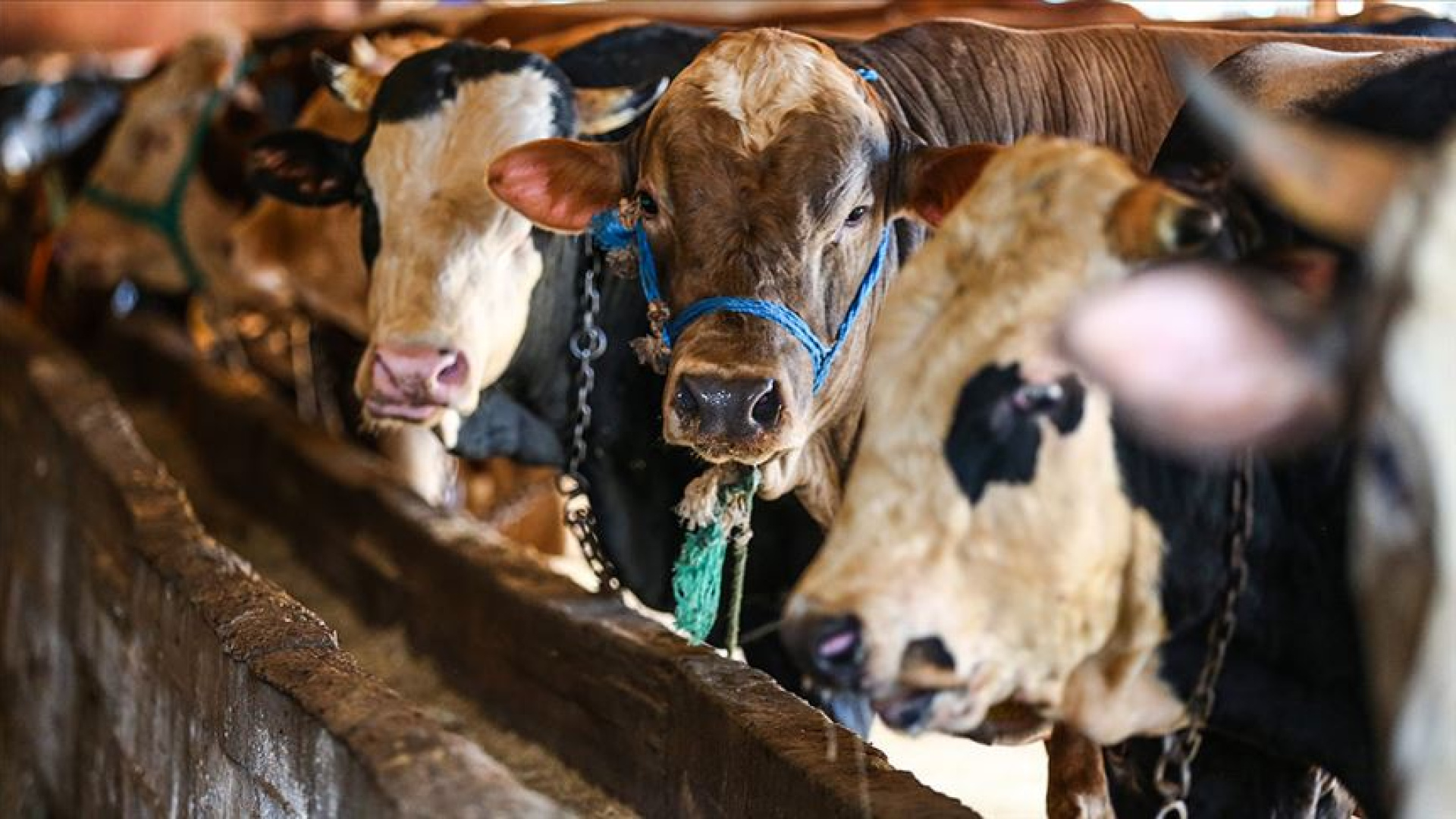 Kurban Bayramı Arefe 2026: Tatil mi, Okul Var mı? Tarih ve Detaylar