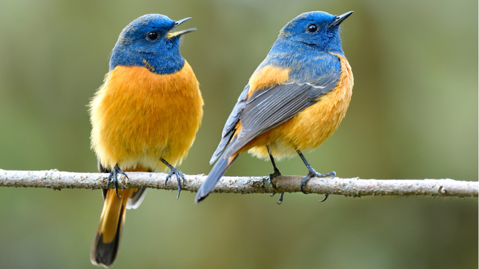 Kuş seslerini dinlemek ruhumuza neden iyi gelir?