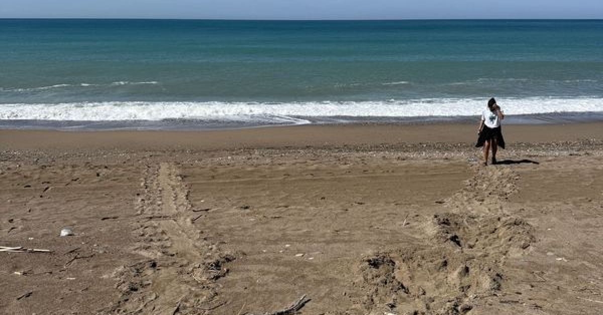 Antalya'da Yumurta Başladı - Kızılot Yuvalama Kumsalı