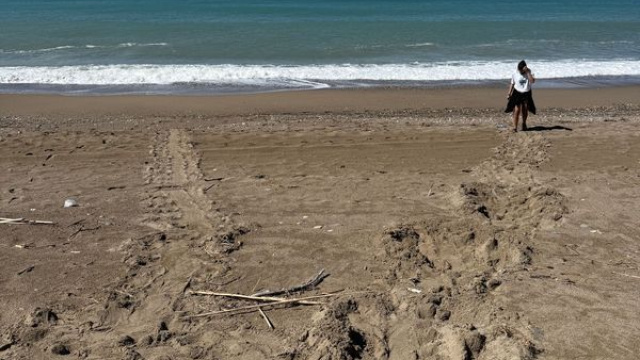 Antalya'da yumurta bırakmaya başladılar