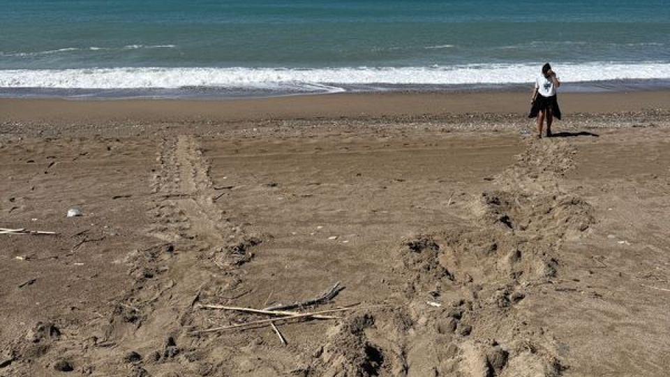 Antalya'da yumurta bırakmaya başladılar