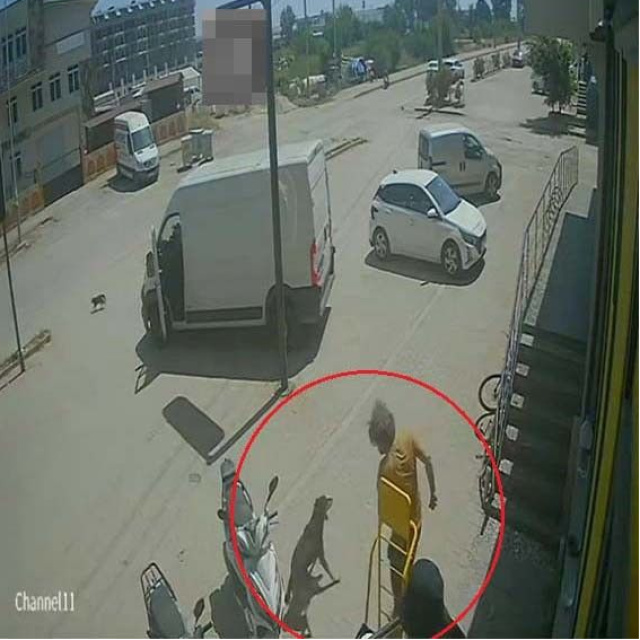 Kediye bastı, köpeği tekmeledi