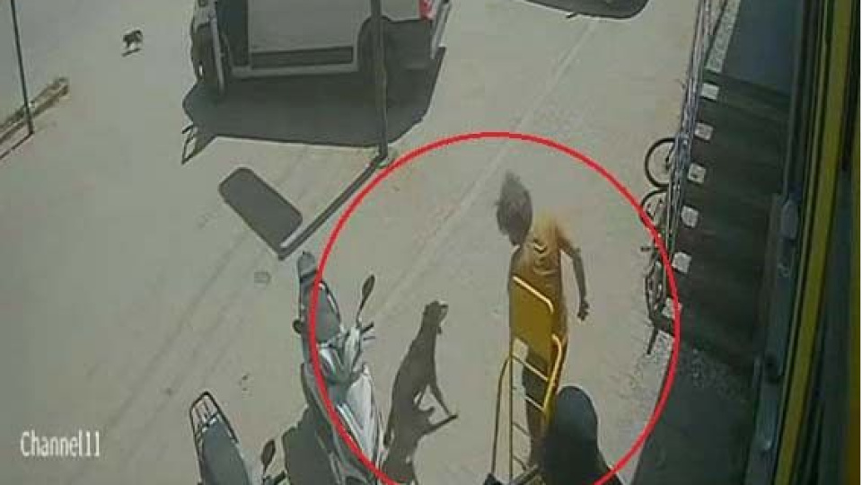 Kediye bastı, köpeği tekmeledi