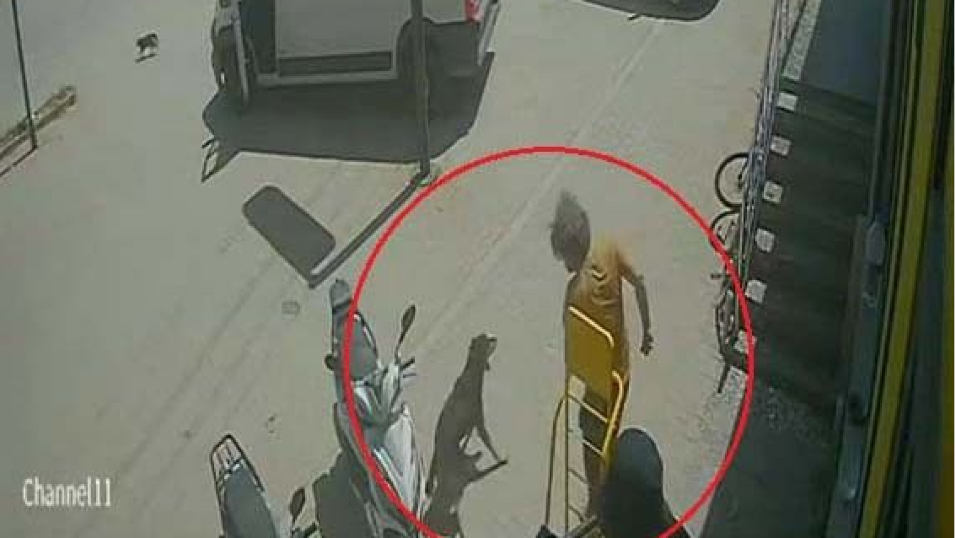 Antalya'da kediye basıp köpeği tekmeledi, gözaltına alındı