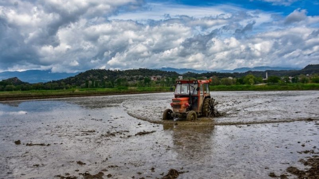Boyabat'ta çeltik ekimine başlandı