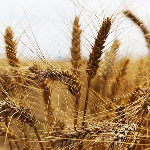 Buğday alım fiyatları
