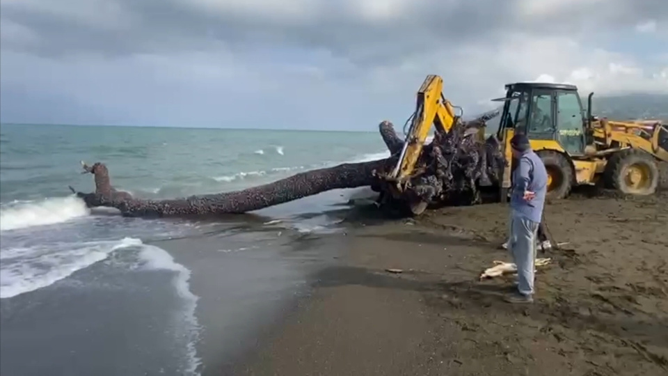 Deniz kıyısına 15 metrelik ağaç vurdu