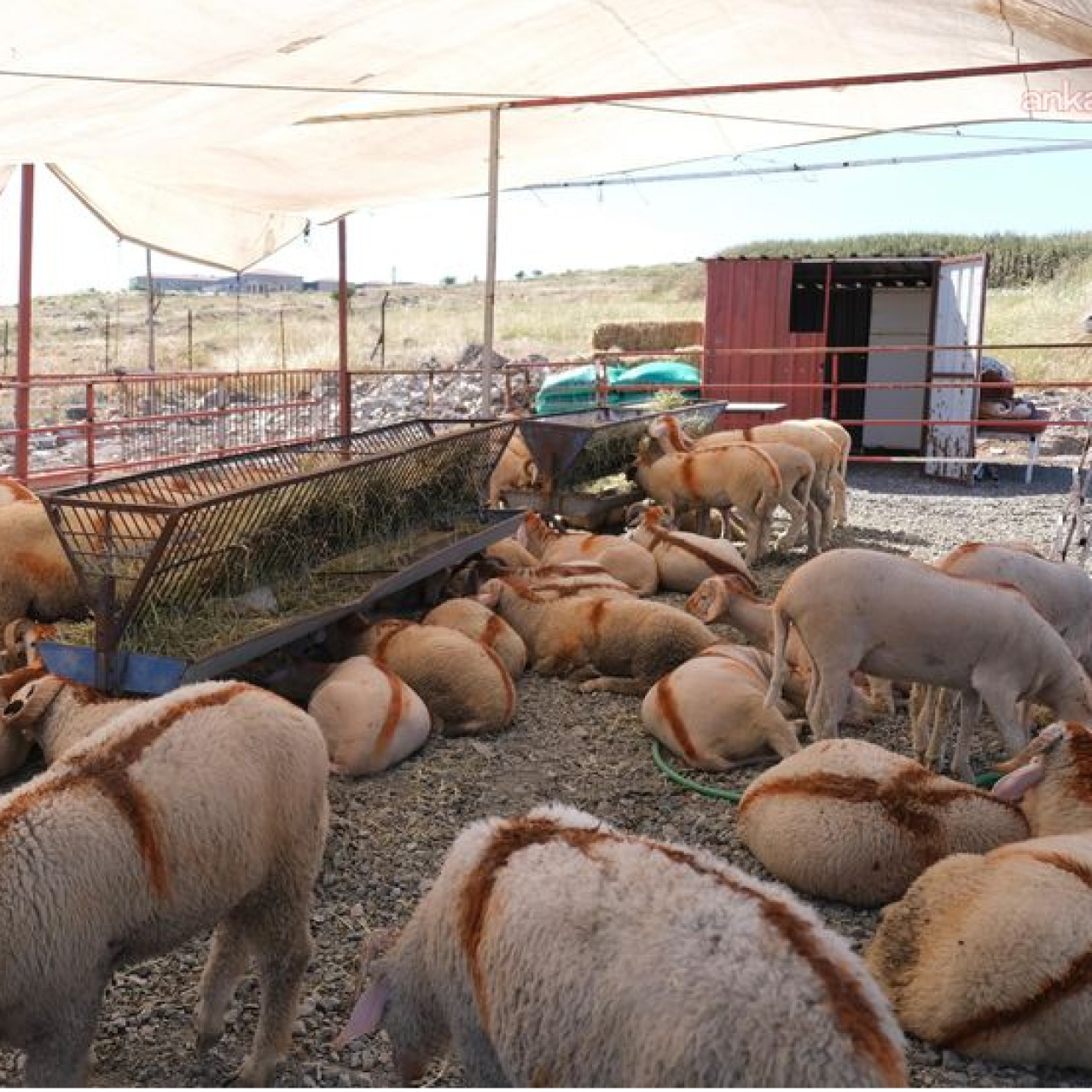 Ayvalık'ta Canlı Hayvan Pazarı açıldı