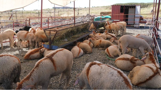 Ayvalık'ta Canlı Hayvan Pazarı açıldı