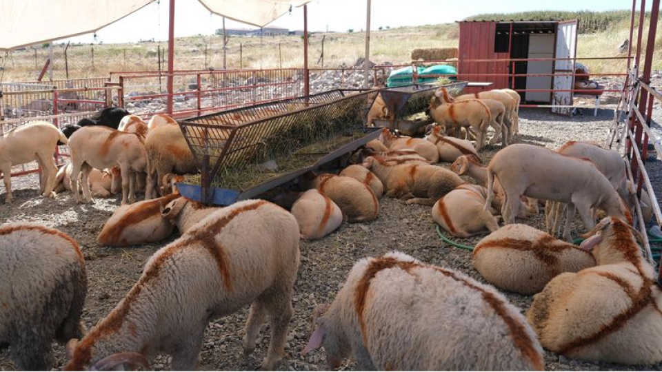 Ayvalık'ta Canlı Hayvan Pazarı açıldı