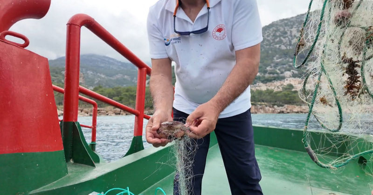 Antalya'dahayalet ağçıkarımı operasyonu