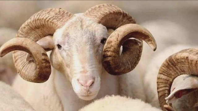 Kurban eti nasıl dağıtılır?