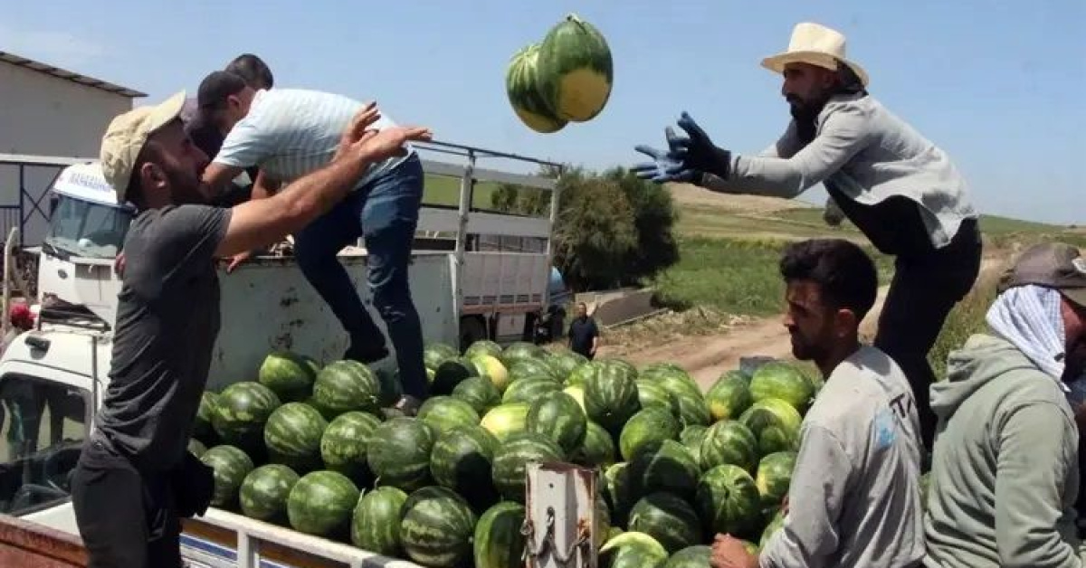 Adana'da Karpuz Hasat Başladı, Fiyatlarda Değişiklik Olabilir
