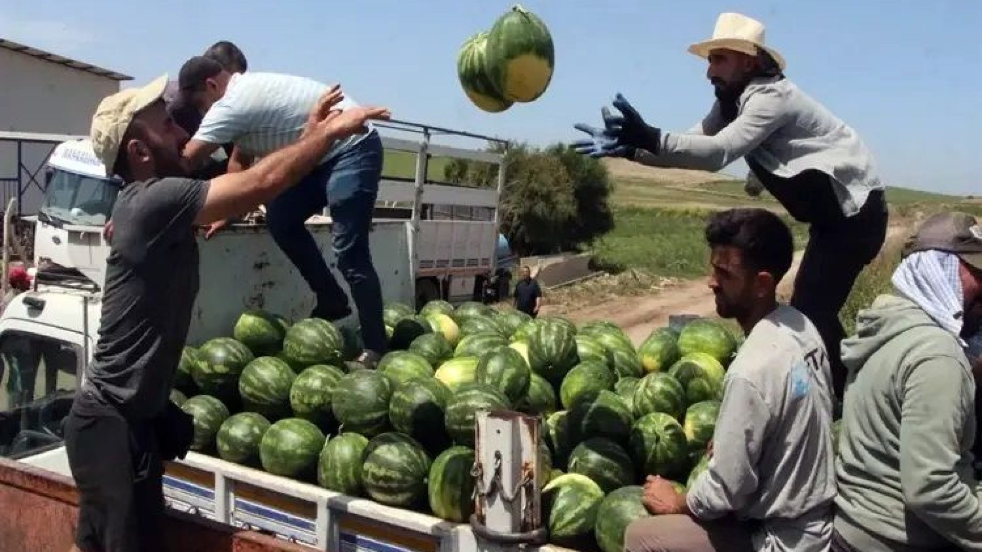 Adana'da sezonun ilk karpuz hasadı başladı, tarlada kilo fiyatı 25 TL