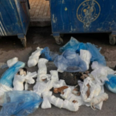 Poşetlerde 33 ölü kedi bulundu
