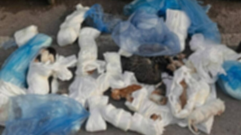 Poşetlerde 33 ölü kedi bulundu