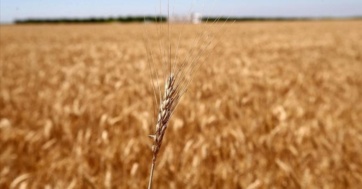 Rusya'nın tahıl ihracat hedefi açıklandı