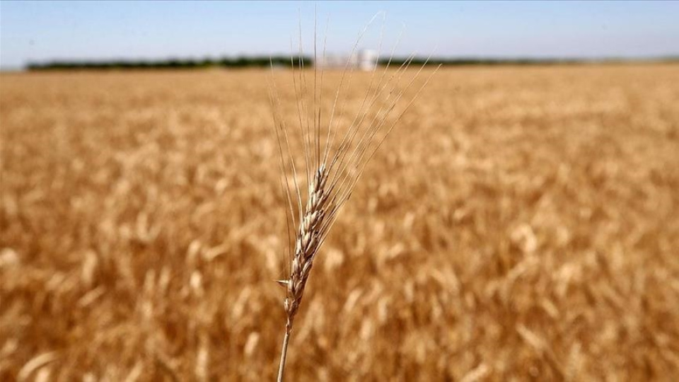 Rusya 60 milyon ton tahıl ihracatı hedefliyor