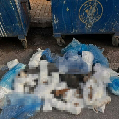 Yeniden gözaltı! 33 kedi ölü bulunmuştu