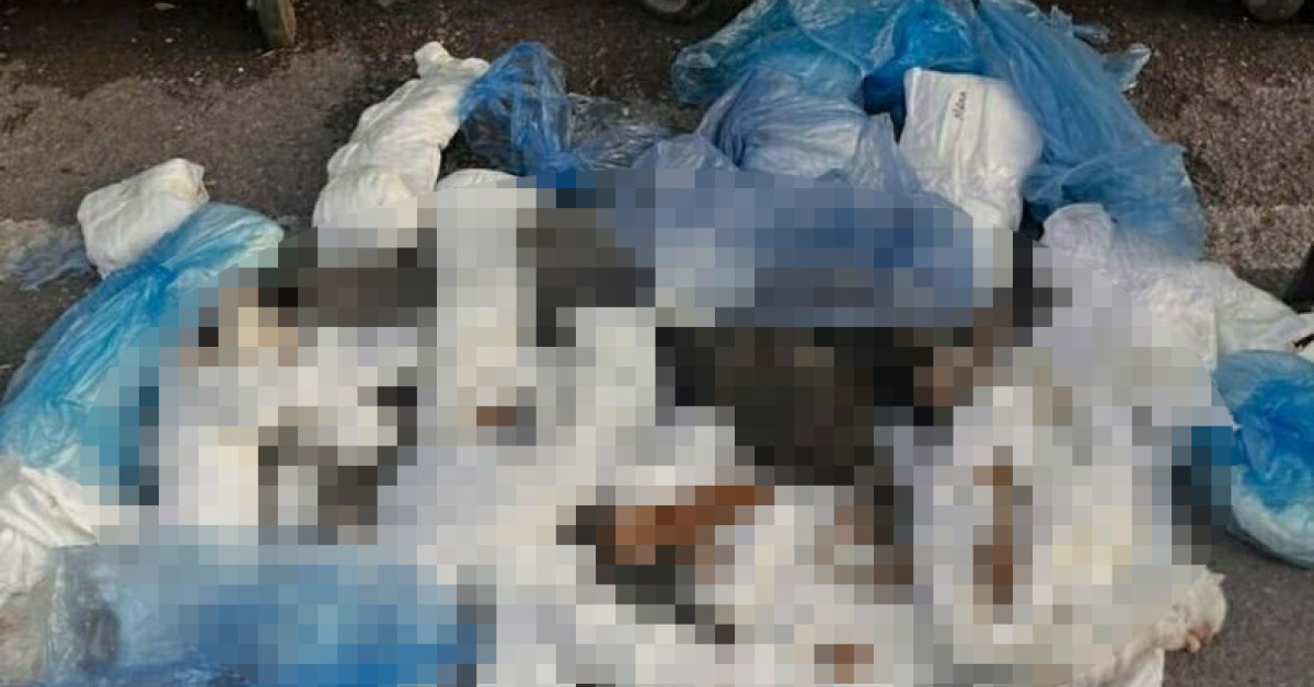 İzmir'de 33 kedi ölü bulundu, veteriner gözaltına alındı