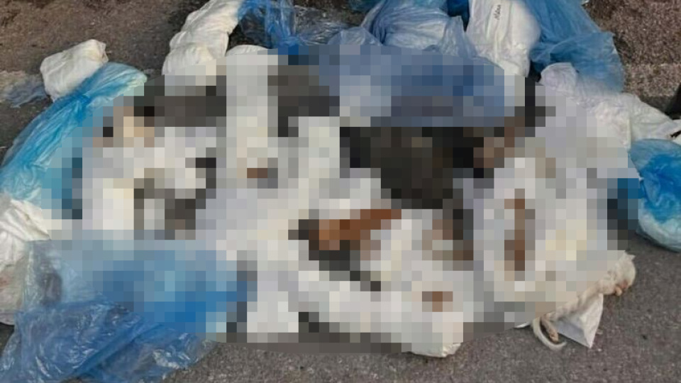 Yeniden gözaltı! 33 kedi ölü bulunmuştu